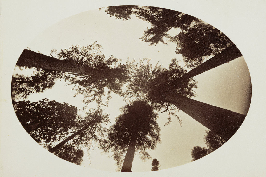 Detail of Among The Tree Tops Calaveras Grove by Carleton Watkins