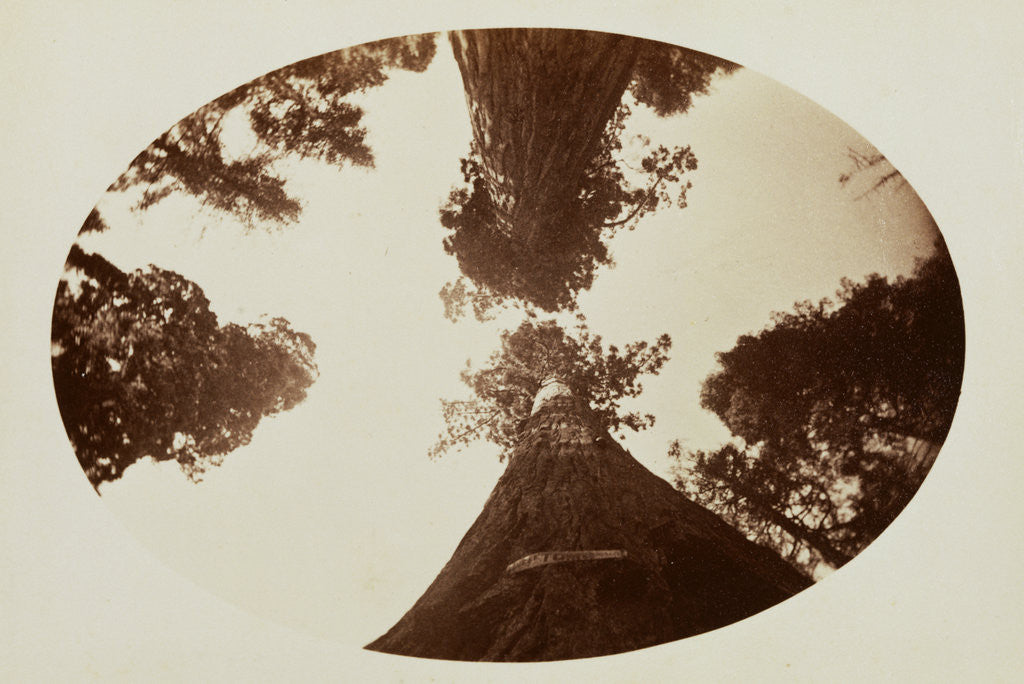 Detail of Among the Treetops, Calaveras Grove by Carleton Watkins