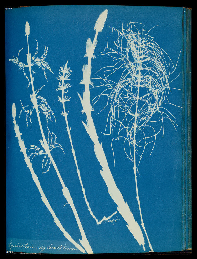 Detail of Equisetum sylvaticum by Anna Atkins