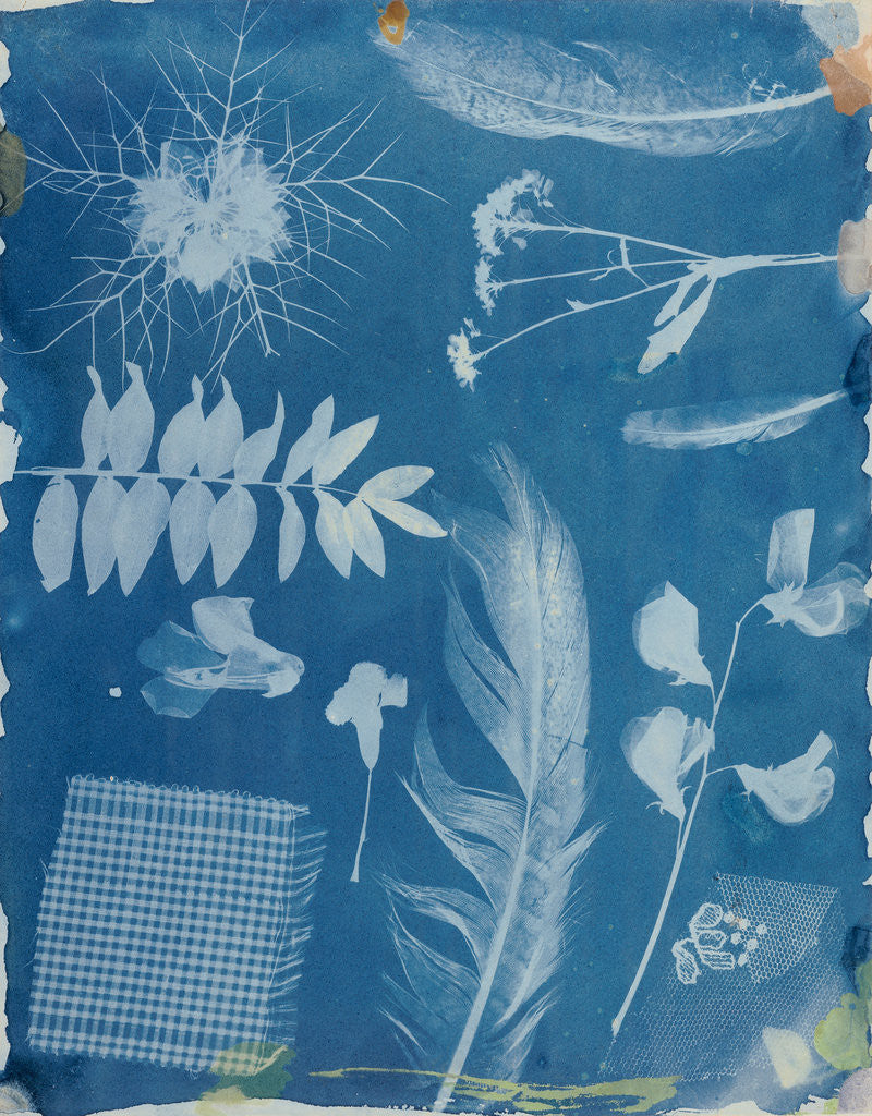 Detail of Arrangement of Specimens by Hippolyte Bayard