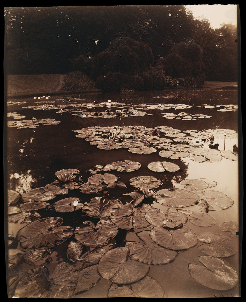 Detail of Water Lilies by Eugène Atget