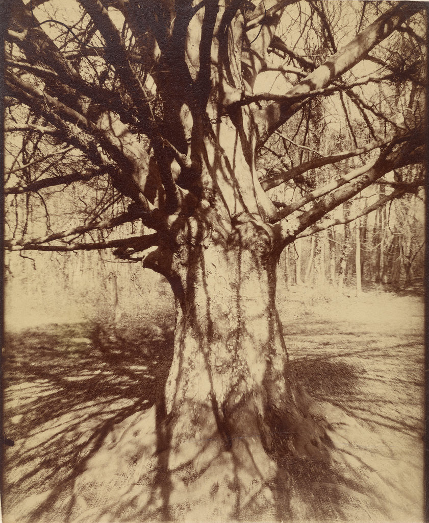 Detail of Arbre (Garche) Hêtre by Eugène Atget
