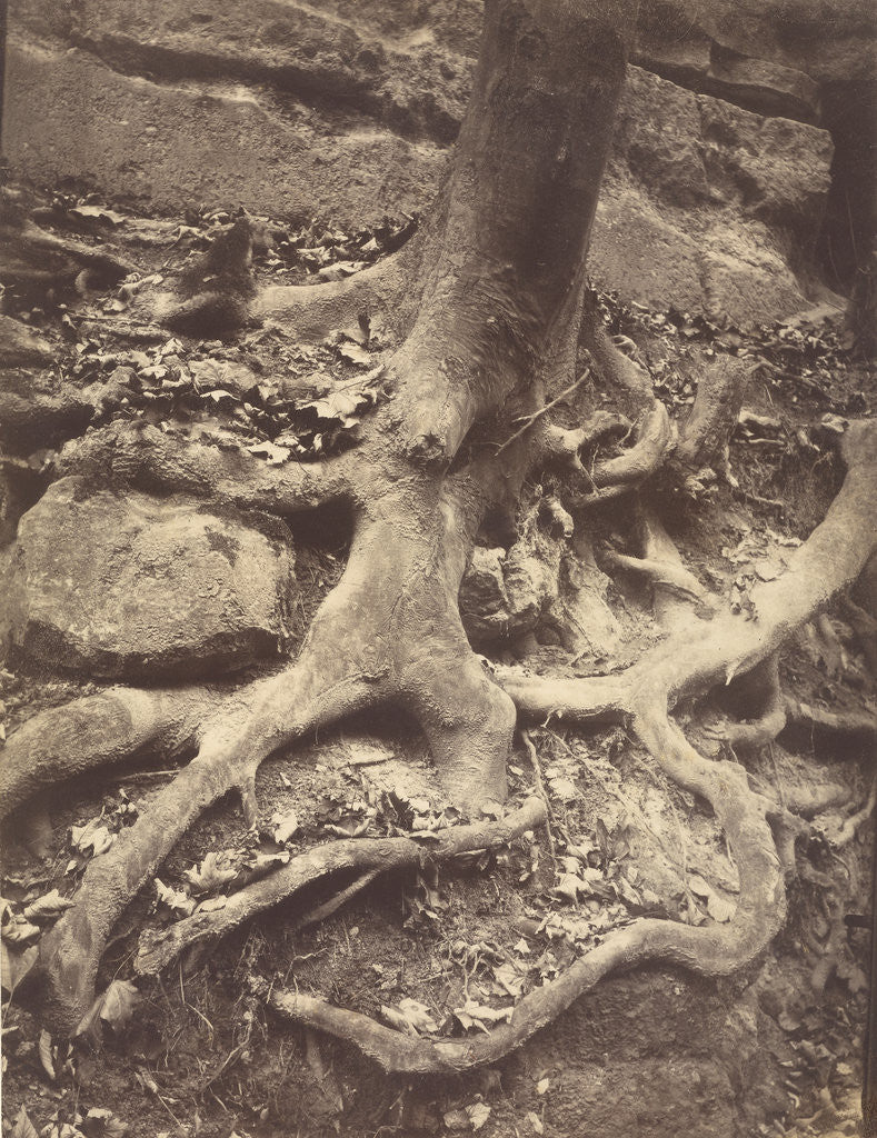 Detail of Saint-Cloud, Tree Roots, Saint Cloud Park by Eugène Atget