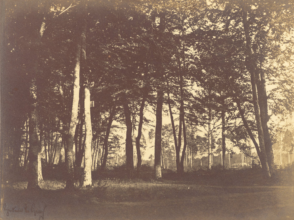 Detail of Curtain of Trees by Gustave Le Gray