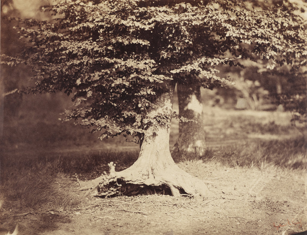 Detail of The Beech Tree by Gustave Le Gray