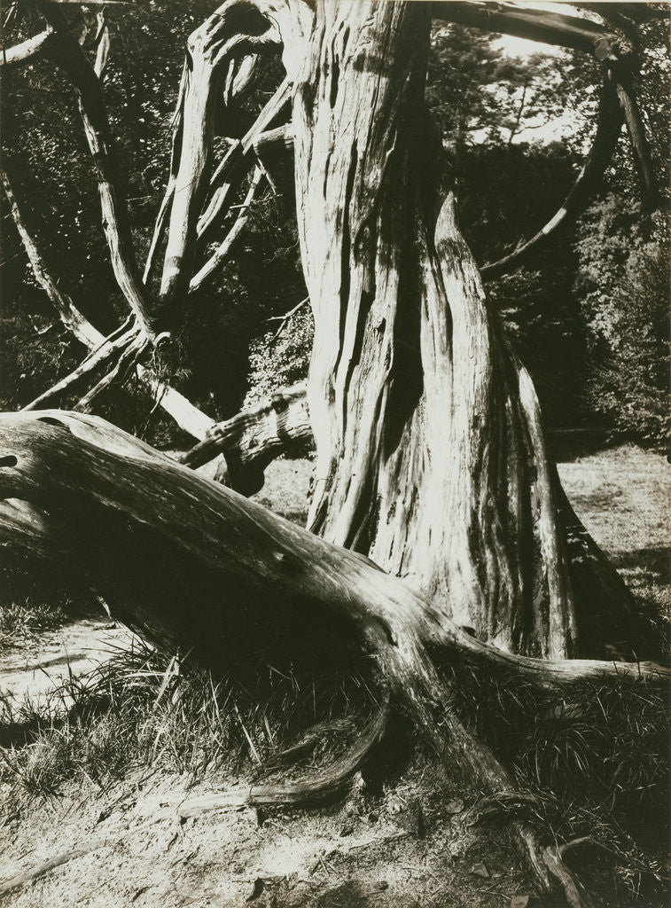 Detail of Sapin, Trianon (Pine Tree Trunks at the Trianon) by Eugène Atget