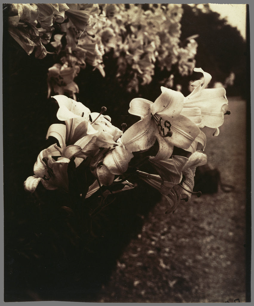 Detail of Lys (Lilies) by Eugène Atget