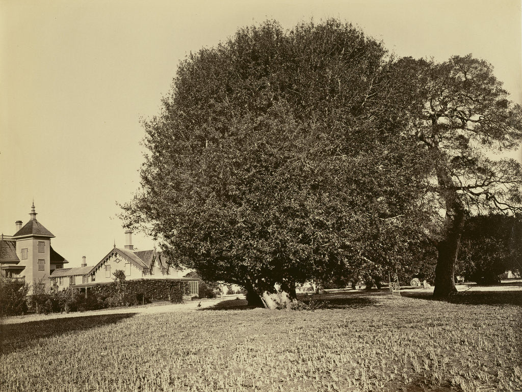 Detail of Residence of Mr. Howard, San Mateo, California, with Olive Tree by Carleton Watkins