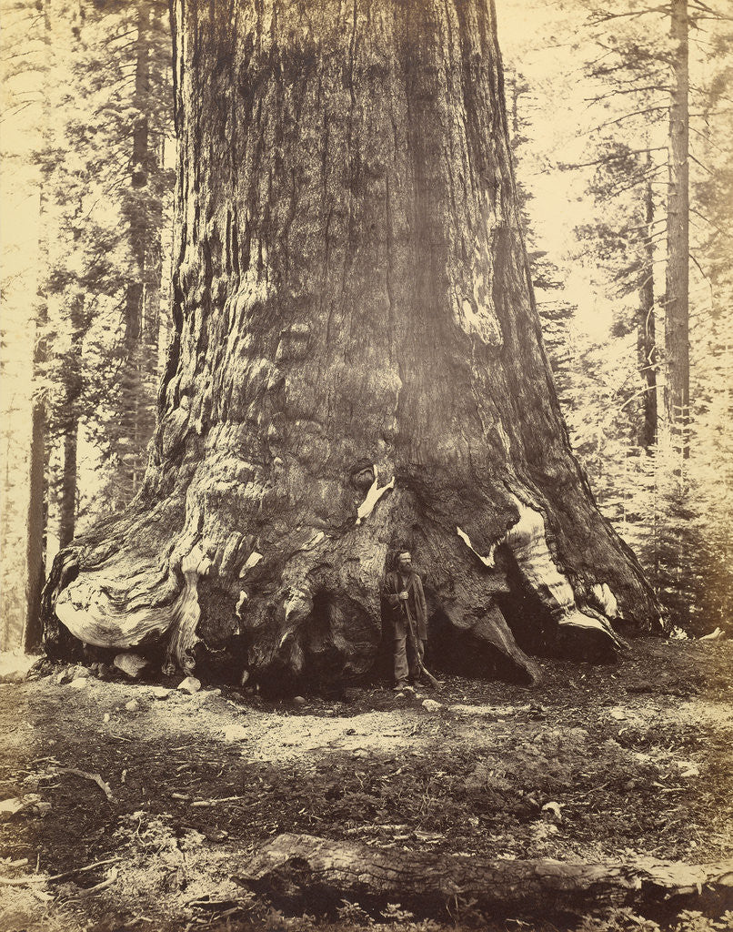 Detail of Section of the Grizzly Giant by Carleton Watkins