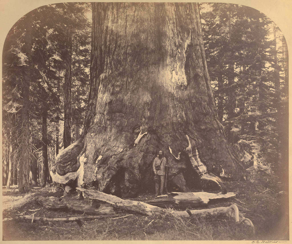 Detail of Section Grizzly Giant, Mariposa Grove by Carleton Watkins