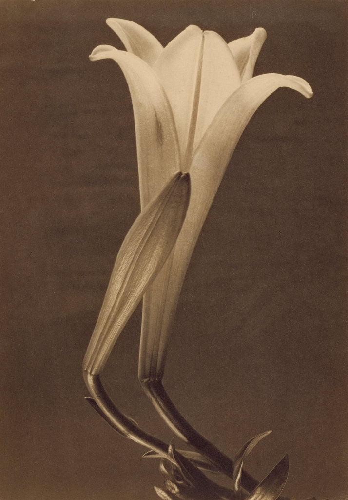 Detail of No. 1. by Tina Modotti