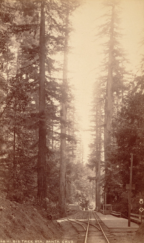Detail of Big Tree Station, Santa Cruz by William Henry Jackson
