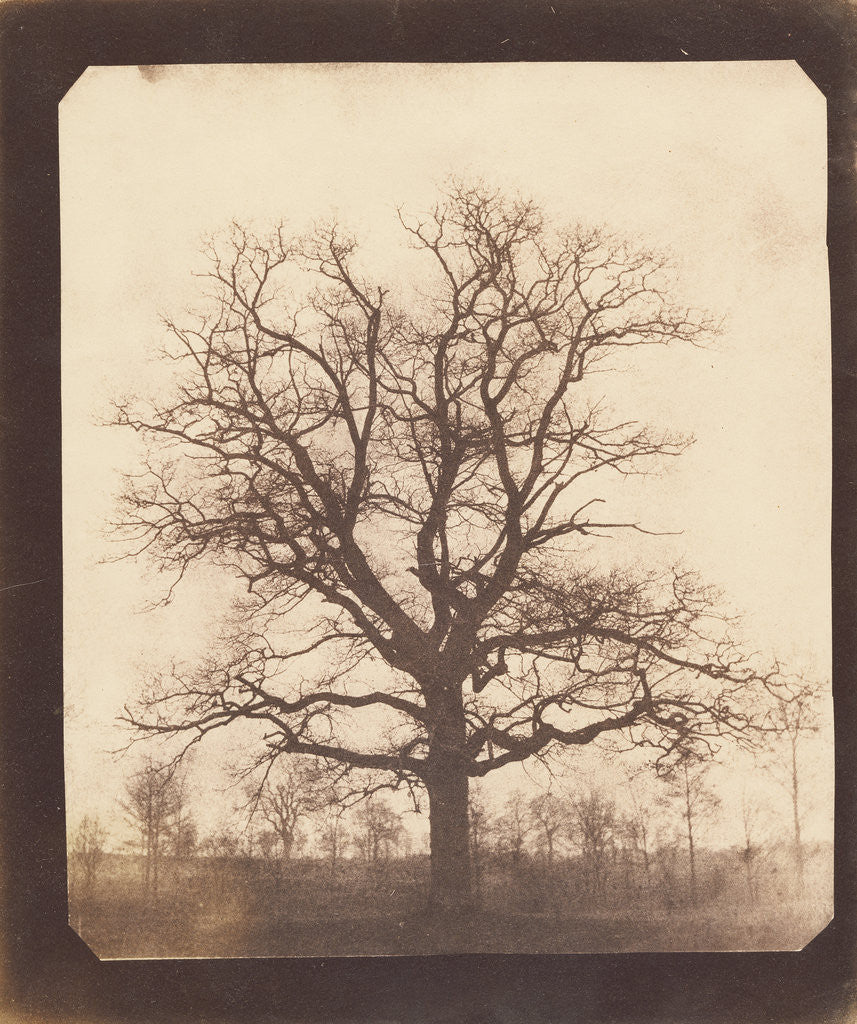 Detail of An Oak Tree in Winter by William Henry Fox Talbot