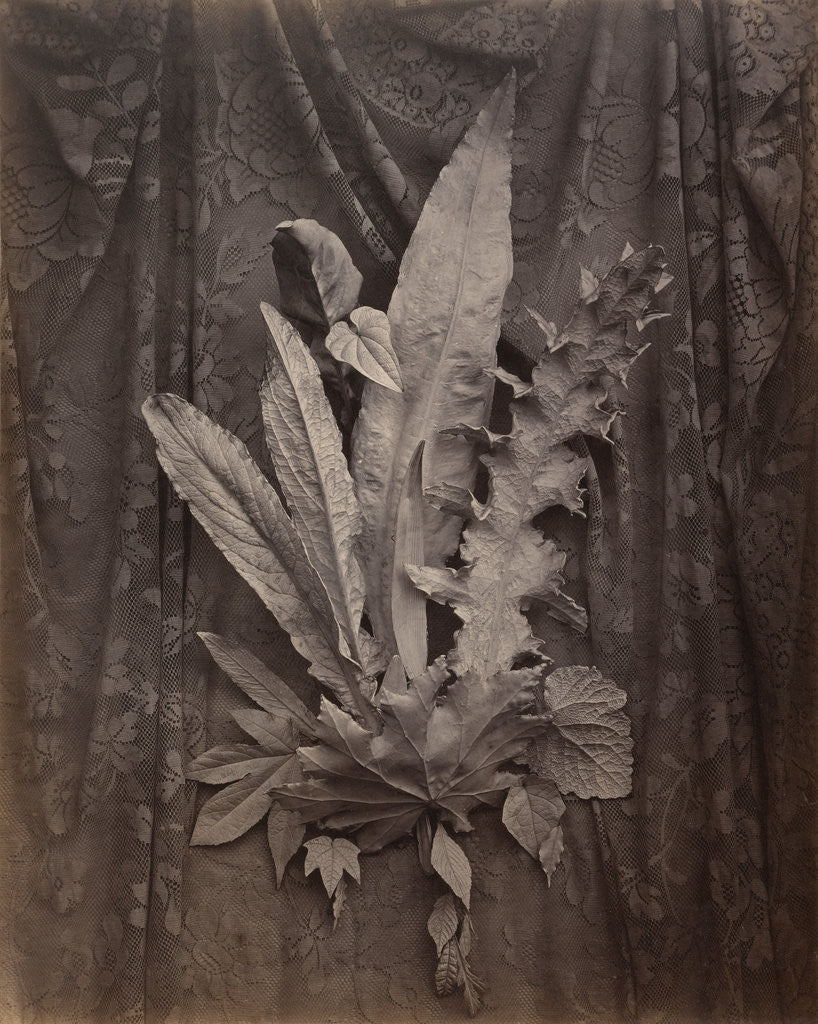 Detail of An Arrangement of Tobacco Leaves and Grass by Charles Aubry