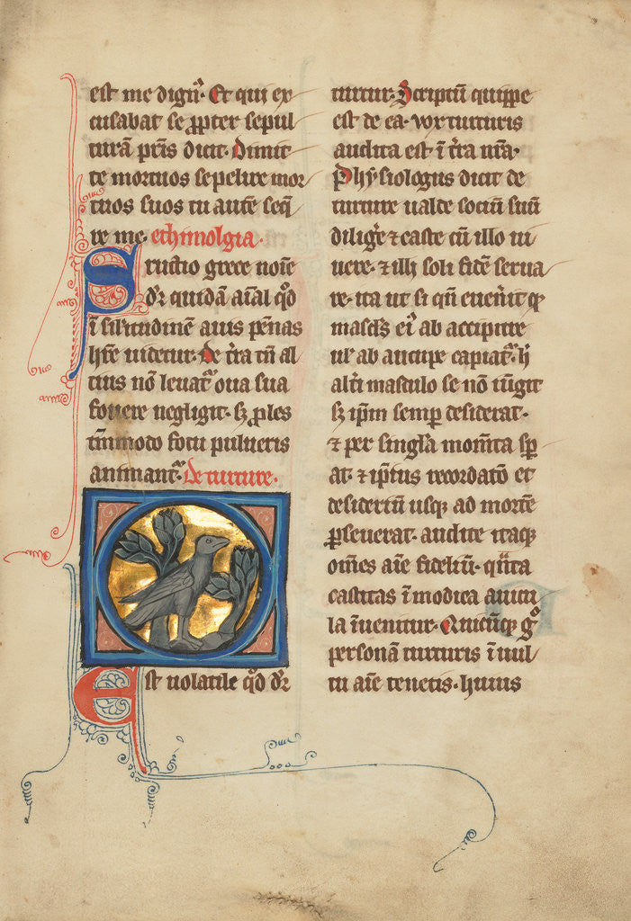 Detail of A Turtle Dove by Anonymous