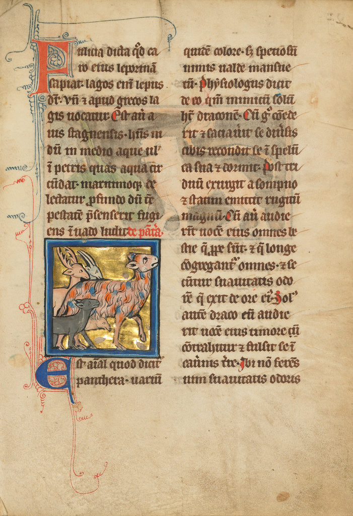 Detail of A Panther by Anonymous