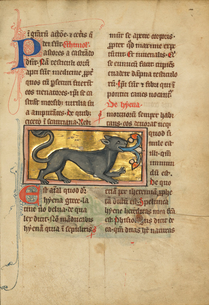 Detail of A Hyena by Anonymous