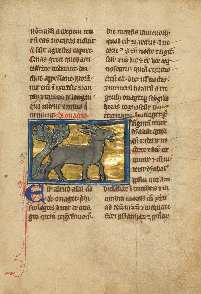 Detail of A Wild Donkey by Anonymous