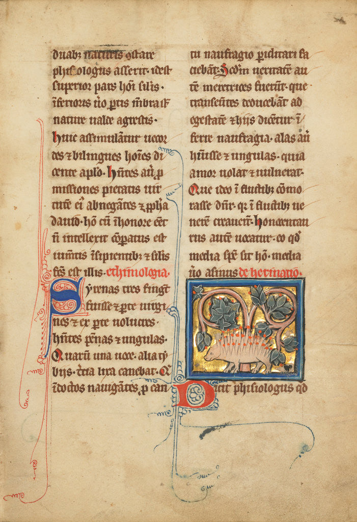 Detail of A Hedgehog by Anonymous