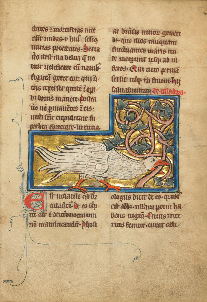 Detail of A Caladrius Bird by Anonymous