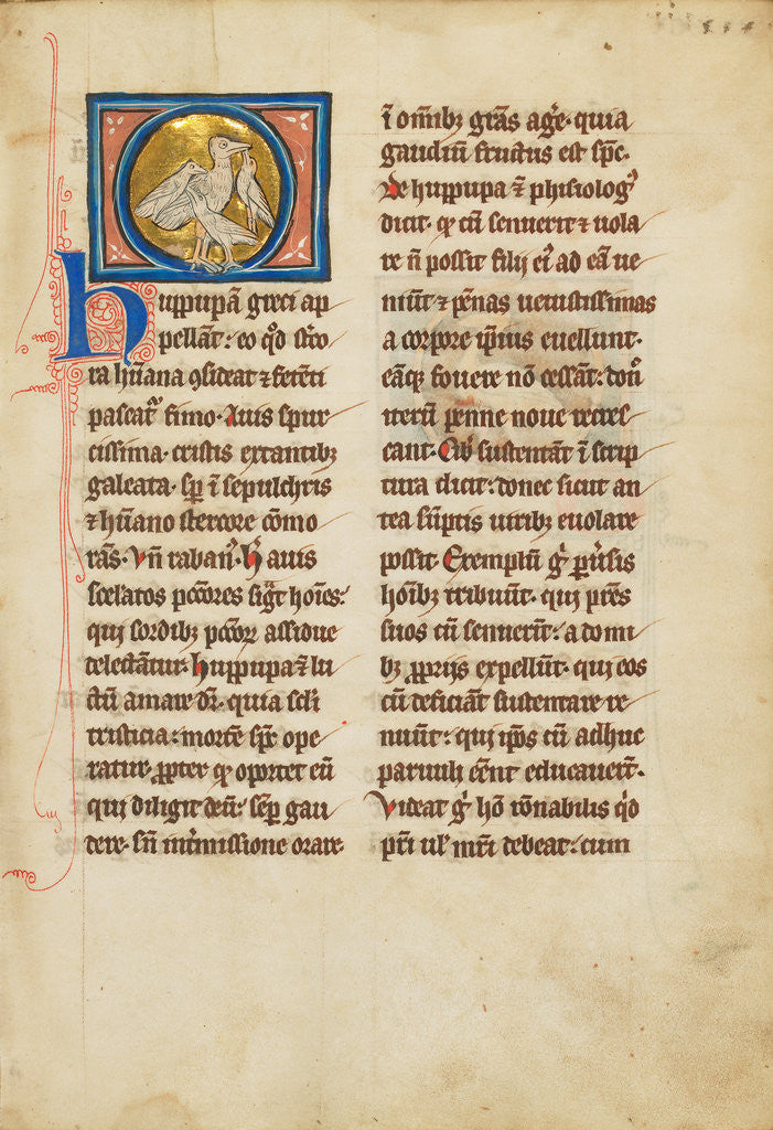 Detail of A Hoopoe by Anonymous