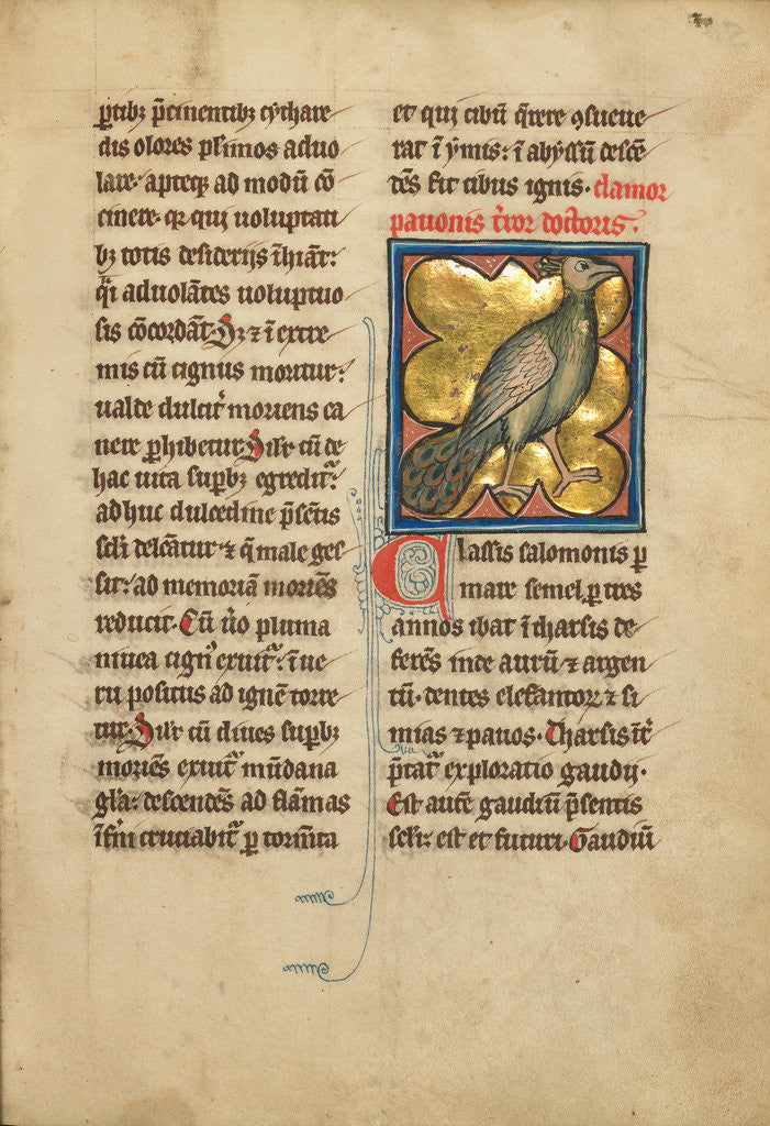 Detail of A Peacock by Anonymous