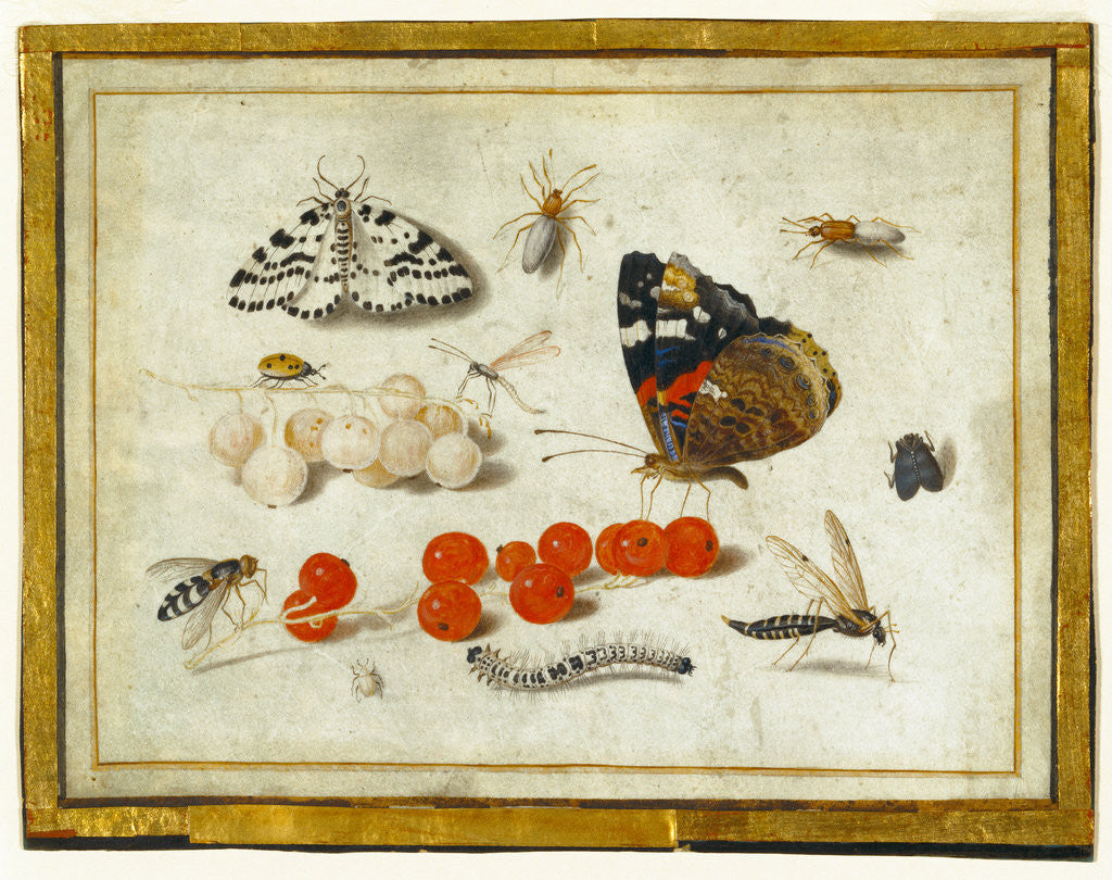 Detail of Butterfly, Caterpillar, Moth, Insects, and Currants by Jan van Kessel II
