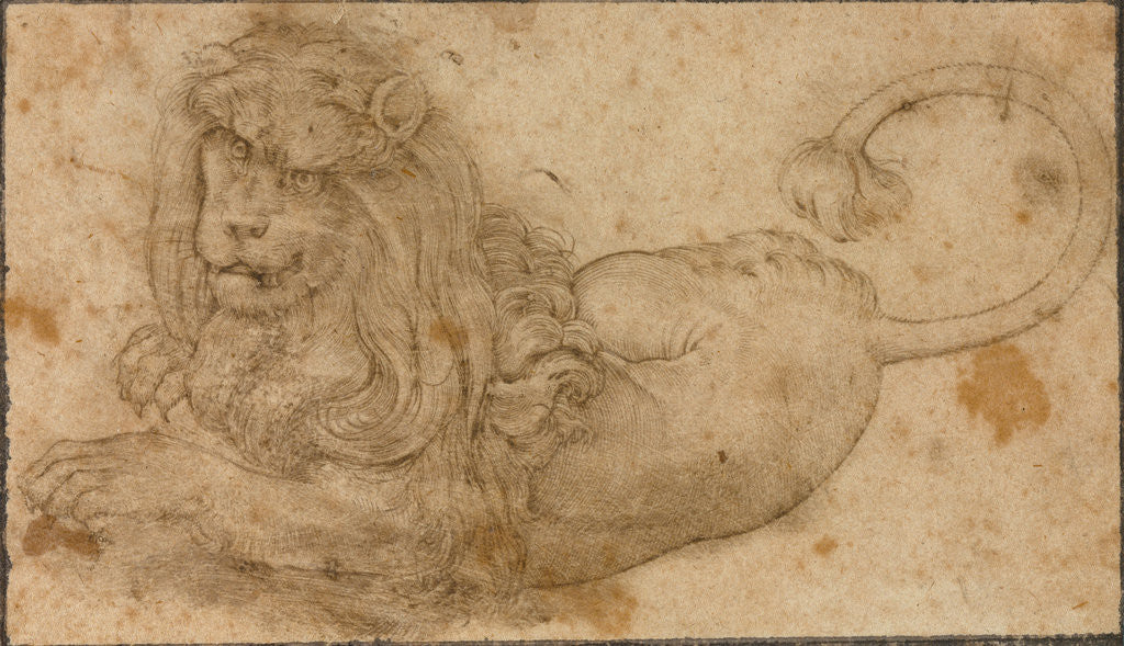 Detail of Study of a Lion by Lucas Cranach the Elder