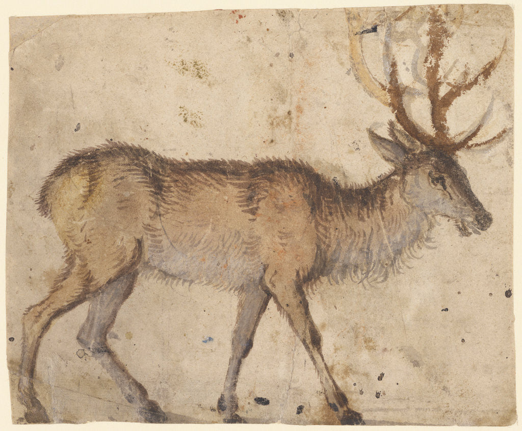 Detail of Study of a Stag (recto), Study of Goats (verso) by Lucas Cranach the Elder