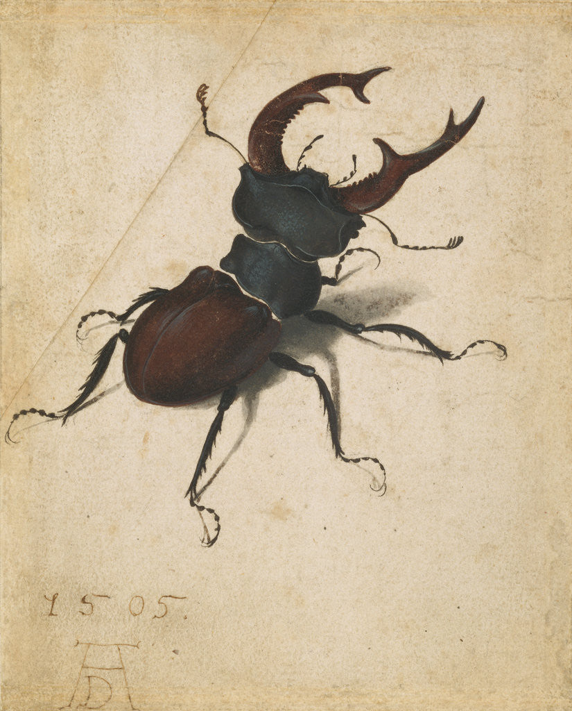 Detail of Stag Beetle by Albrecht Dürer