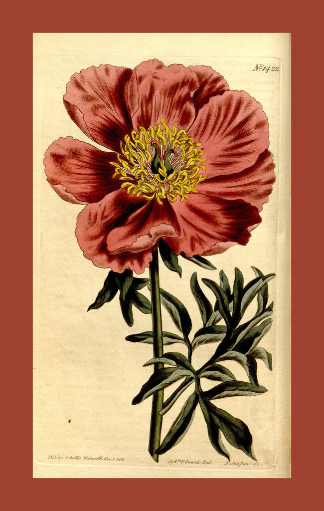 Detail of 19th century botanical colour print by Anonymous