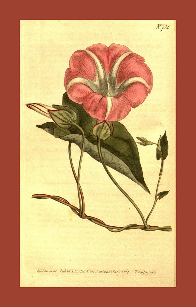 Detail of Botanical print by Sydenham Teast Edwards