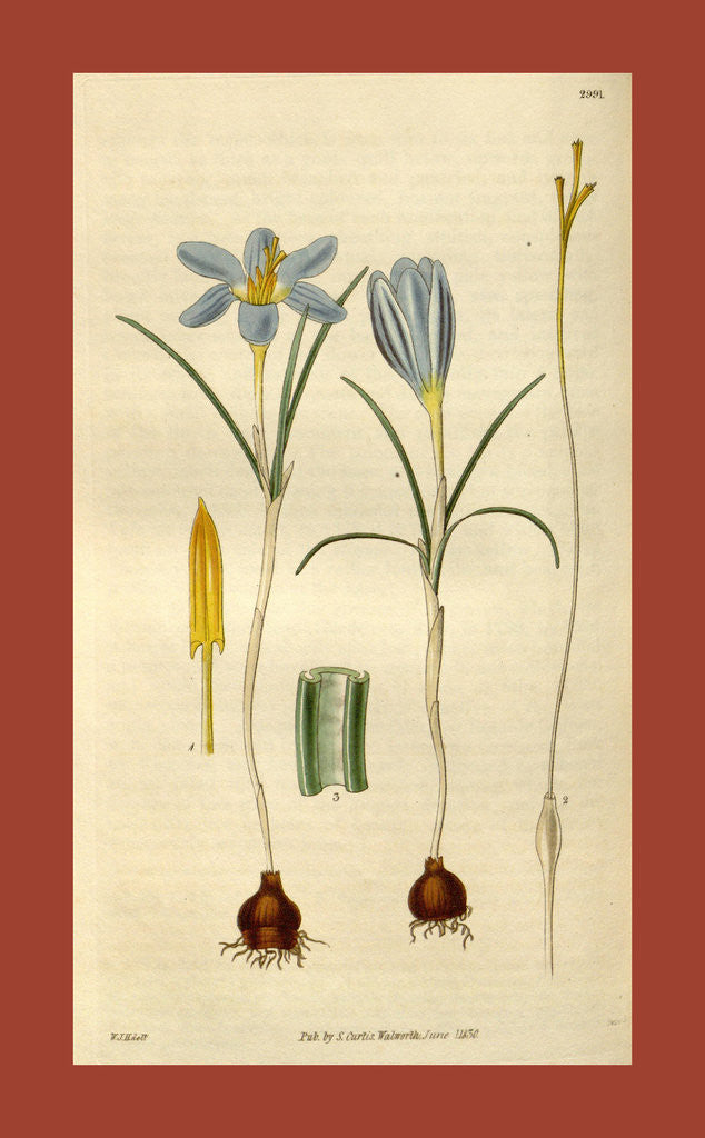 Detail of Botanical print by Sir William Jackson Hooker