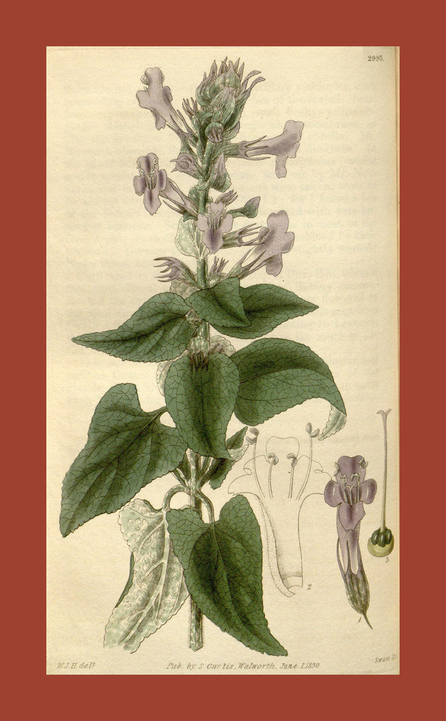 Detail of Botanical print by Sir William Jackson Hooker