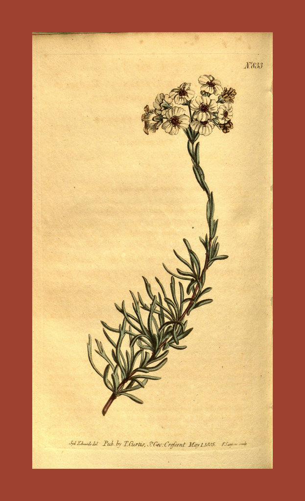 Detail of Botanical print by Sydenham Teast Edwards