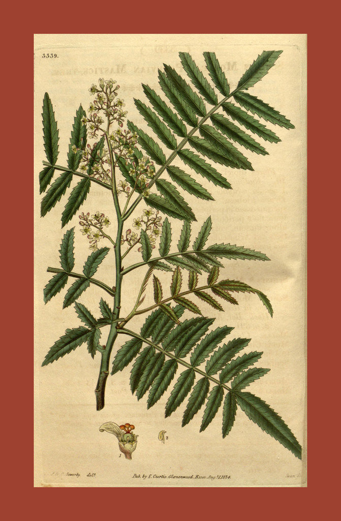Detail of 19th century botanical colour print by Anonymous