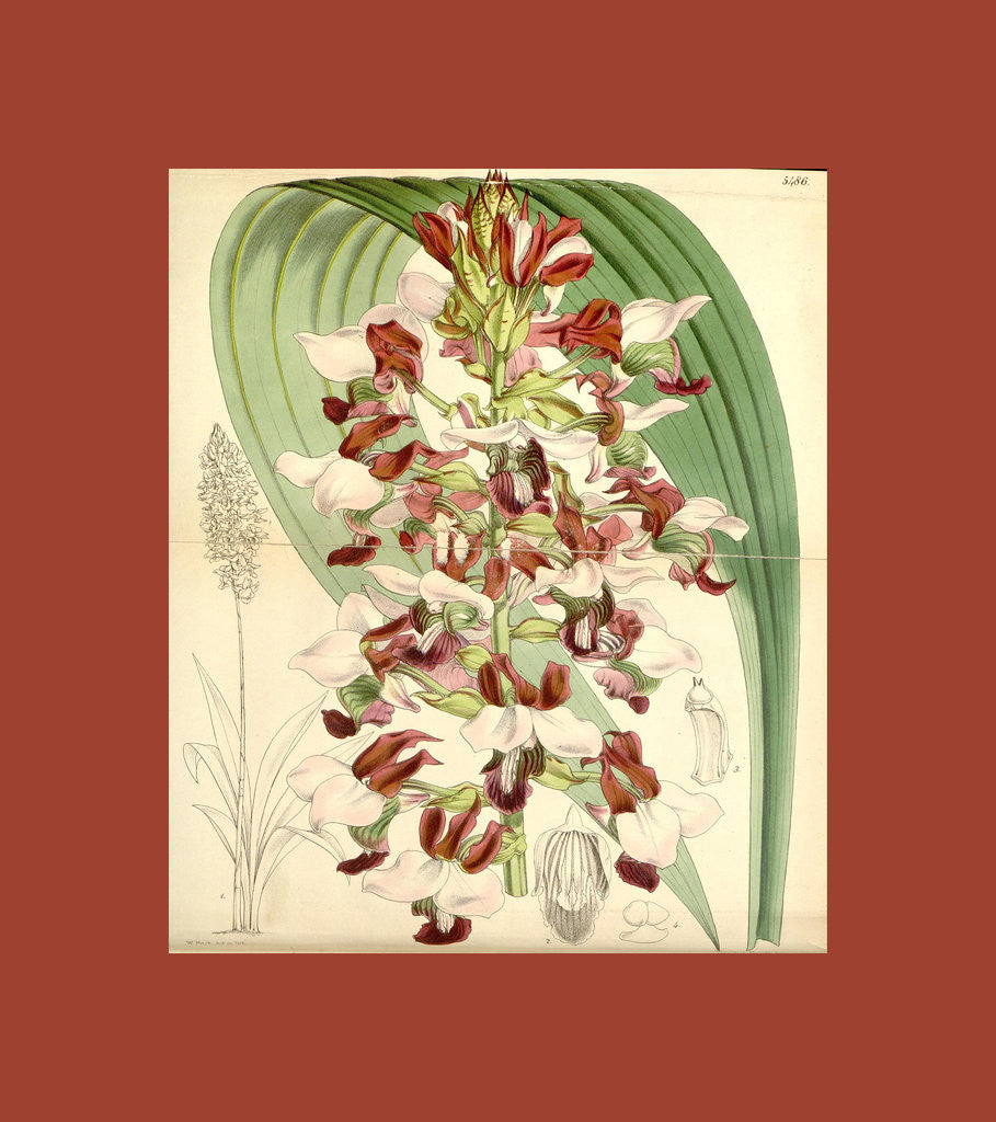 Detail of Botanical Print by Walter Hood Fitch