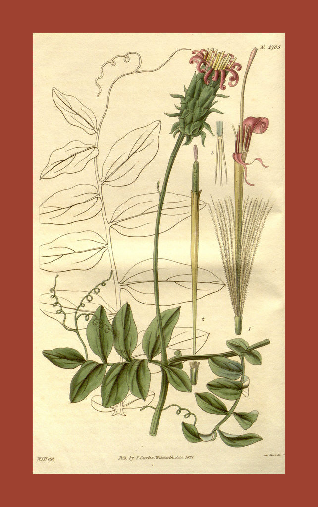 Detail of Botanical print by Sir William Jackson Hooker