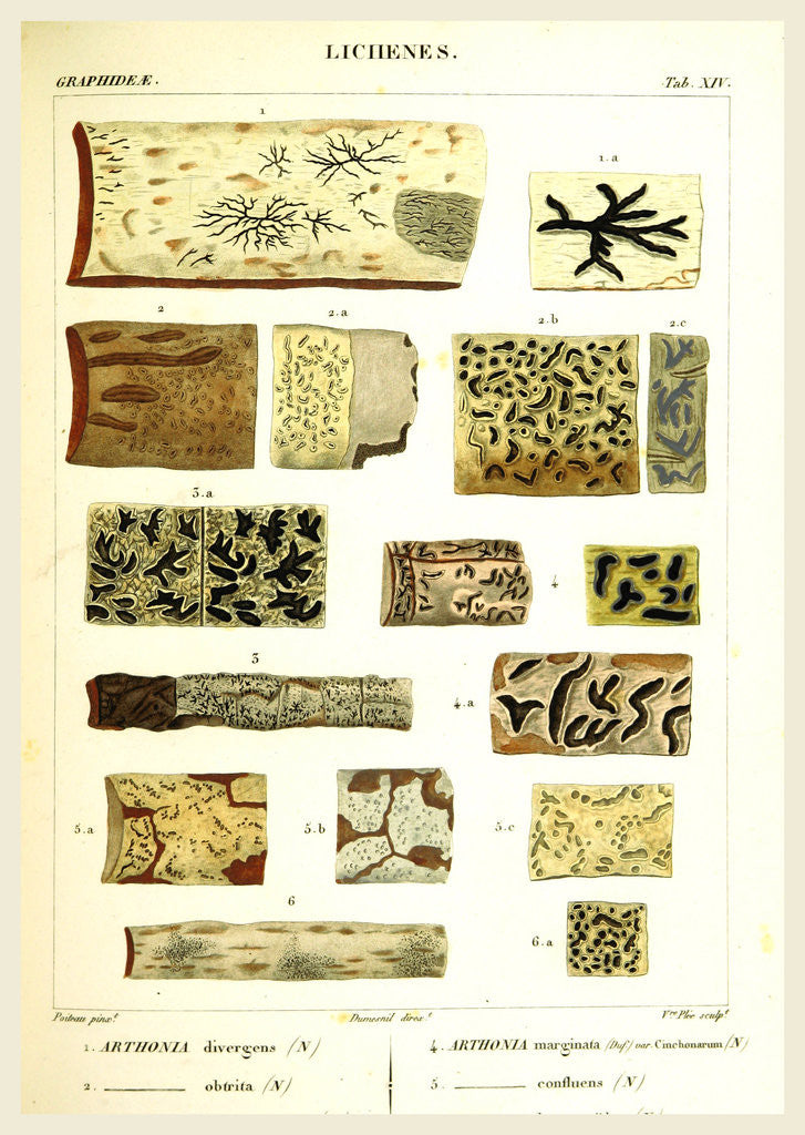 Detail of Lichenes by Anonymous