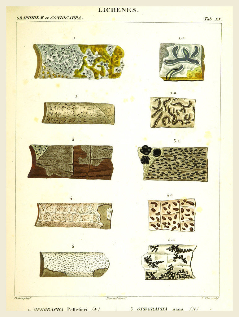 Detail of Lichenes by Anonymous