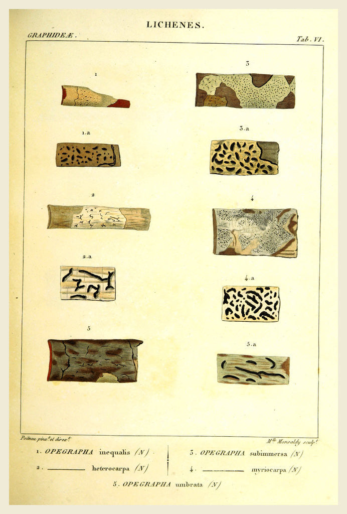 Detail of Lichenes by Anonymous