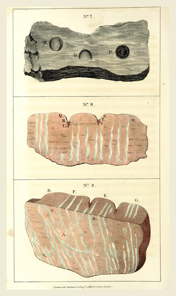 Detail of Observations on certain curious Indentations in the Old Red Sandstone of Worcestershire and Herefordshire, considered as the tracks of antediluvian animals by Anonymous