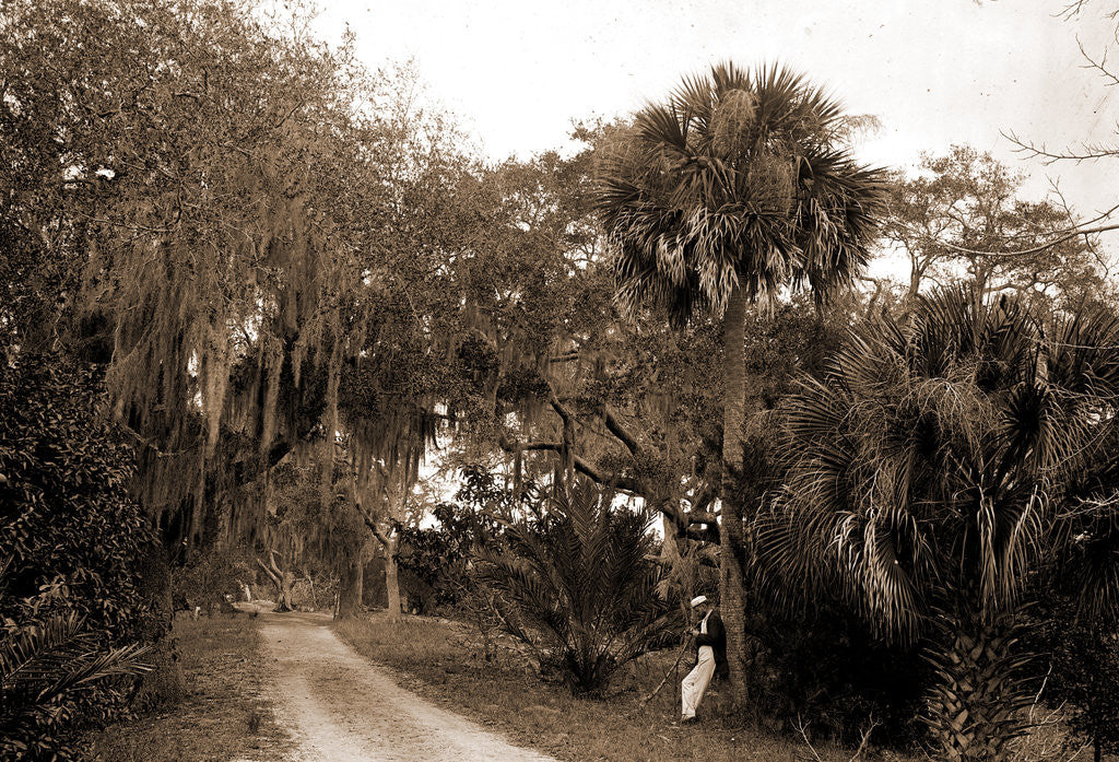 Detail of Near Bostrom's, Ormond, Jackson, Bostrom's (Ormond Beach, Fla.), Roads, United States, Florida, Ormond Beach, 1880 by William Henry