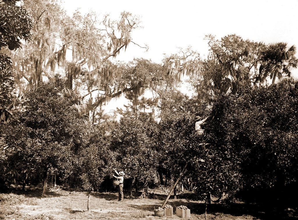 Detail of An orange grove on the Halifax, Fla, Jackson, Orange orchards, Harvesting, United States, Florida, Halifax River, 1880 by William Henry
