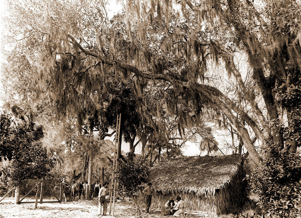 Detail of Orange pickers, Ormond, Fla, Jackson, Orange orchards, Harvesting, Thatched roofs, United States, Florida, Ormond Beach, 1880 by William Henry