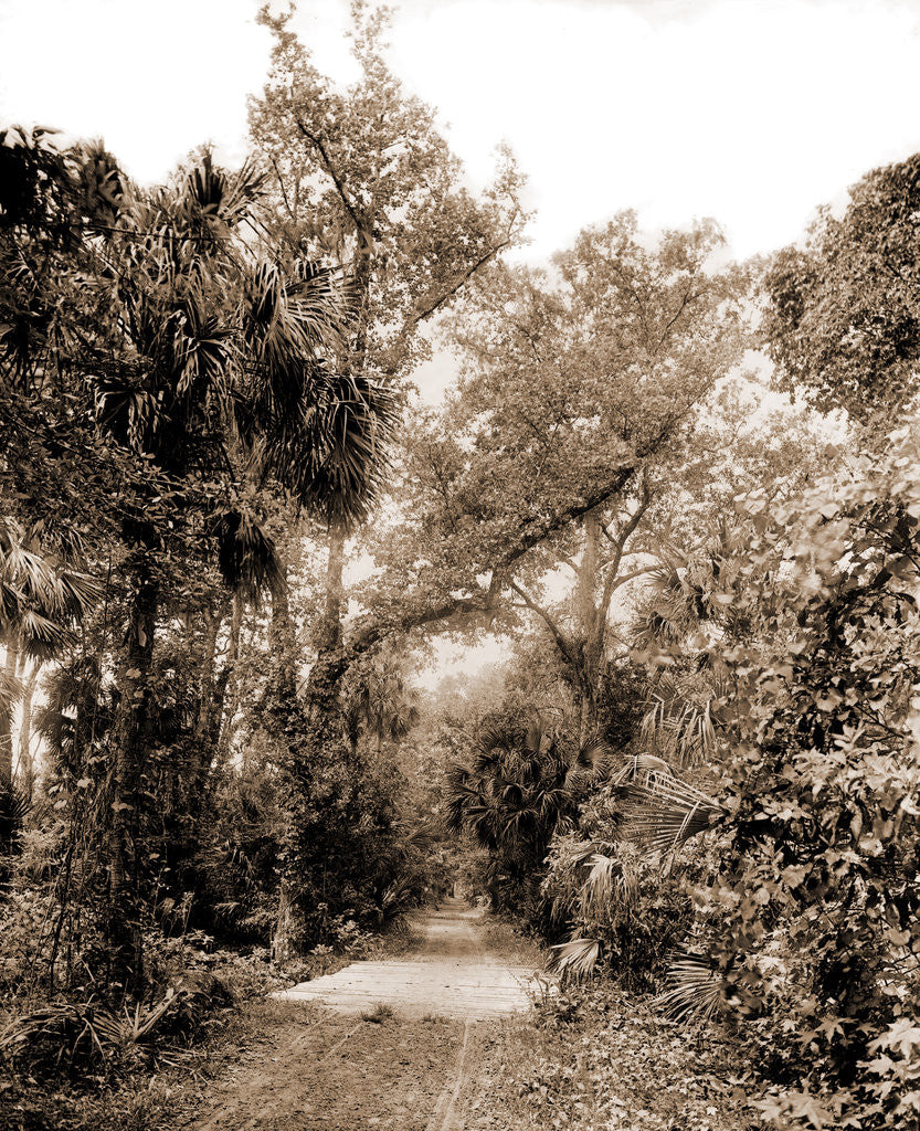 Detail of The Hammock Road near Ormond, Jackson, Roads, United States, Florida, Ormond Beach, 1880 by William Henry