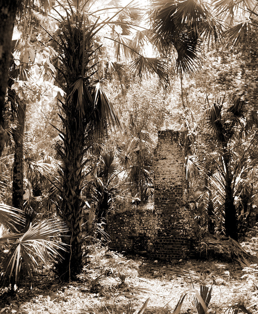 Detail of Chimneys, Ormond hammock, The, Jackson, Chimneys, Palms, Ruins, United States, Florida, Ormond Beach, 1880 by William Henry