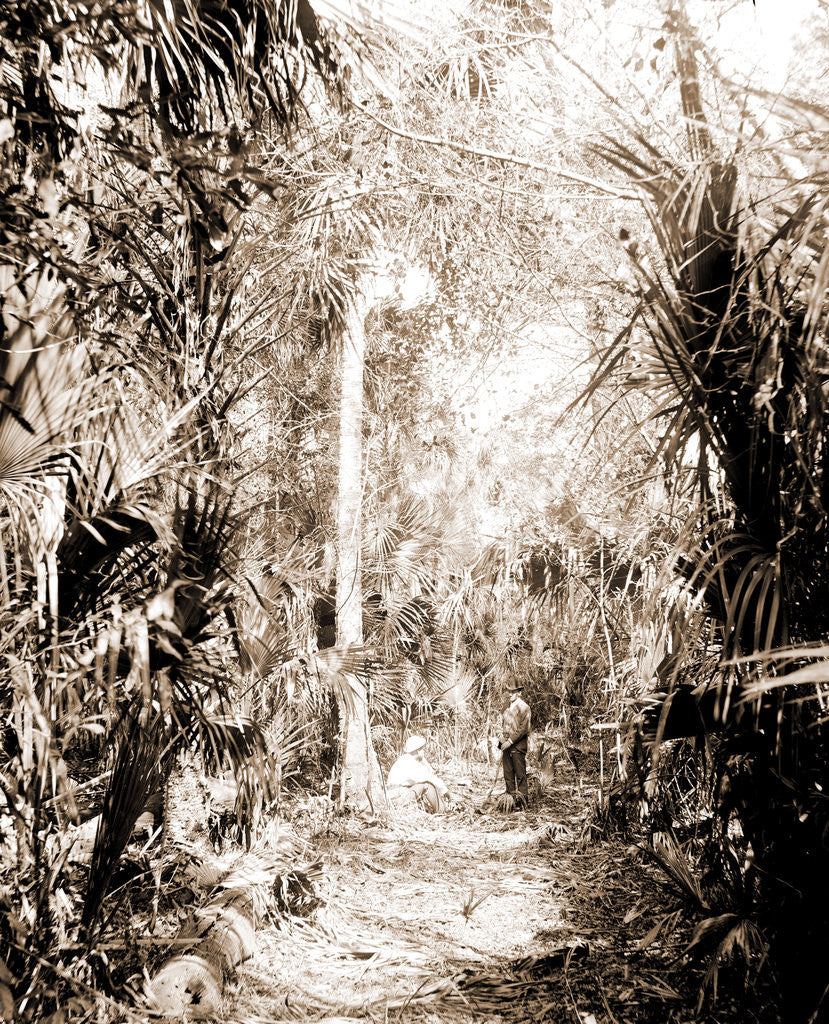 Detail of In the Ormond hammock, Jackson, Palms, Trails & paths, United States, Florida, Ormond Beach, 1880 by William Henry