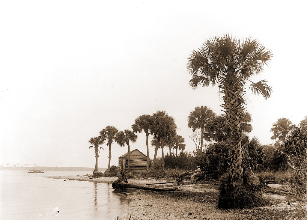 Detail of Ross Point on the Halifax, Fla, Jackson, Capes (Coasts), Rivers, United States, Florida, Halifax River, 1880 by William Henry