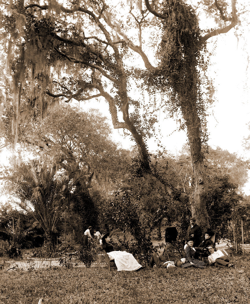 Detail of Garden near Daytona, A, Jackson, Gardens, United States, Florida, Daytona Beach, 1880 by William Henry